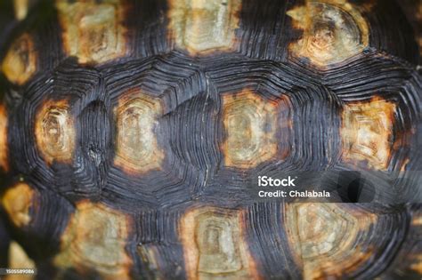Image result for Turtle in Shell