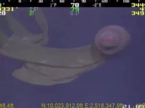 Alien Eating Fish 的图像结果