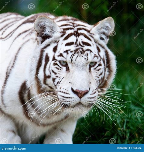 White Bengal Tiger On River Bank Royalty-Free Stock Photography ...