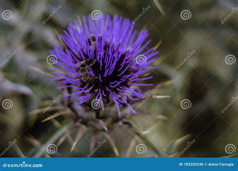 Spiky purple flower stock photo. Image of floral, spines - 183203246
