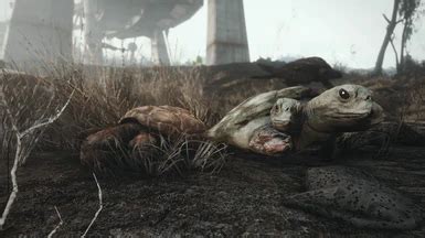 Image result for Fallout 76 Beginner Guide Turtle