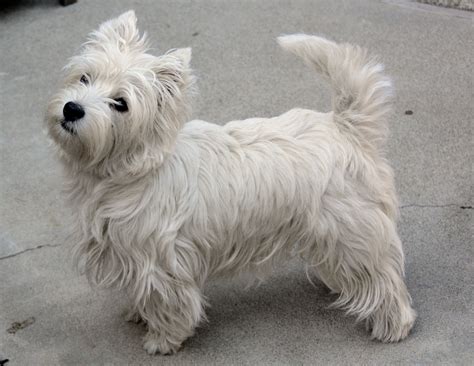 West Highland White Terrier - Wikipedia, the free encyclopedia | Westie ...