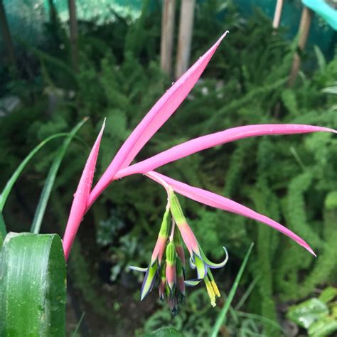 Billbergia Nutans – Pink Winter Bloom | myBageecha