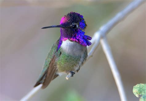 To impress females, Costa’s hummingbirds “sing” with their tail ...