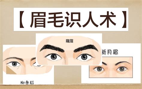 【面相测试】：你的眉毛是哪种？四种眉相，富贵惊人哦！_哔哩哔哩_bilibili