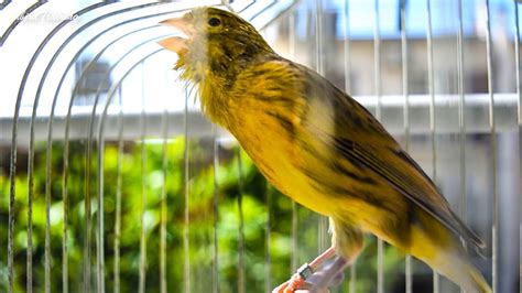 Image result for Canary Training Tips