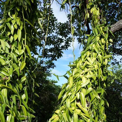 What Tree Does Vanilla Come From? The Truth Behind The Spice