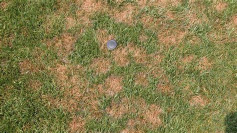 Identifying Pythium Blight 的图像结果