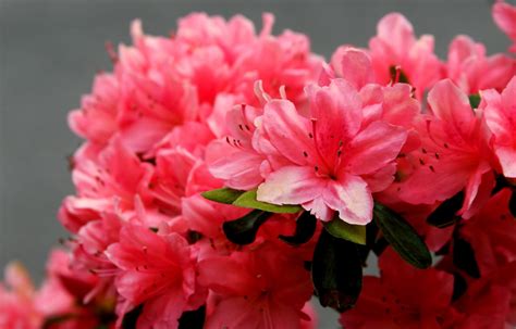 Do Deer Eat Azaleas?