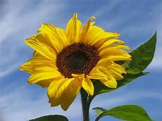significato girasole nel linguaggio dei fiori il significato dei fiori girasole nel linguaggio dei significato girasole nel linguaggio dei fiori il significato dei fiori girasole nel linguaggio dei