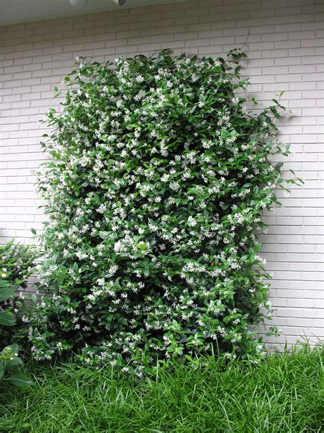Jasmine Climbing Trellis Ideas