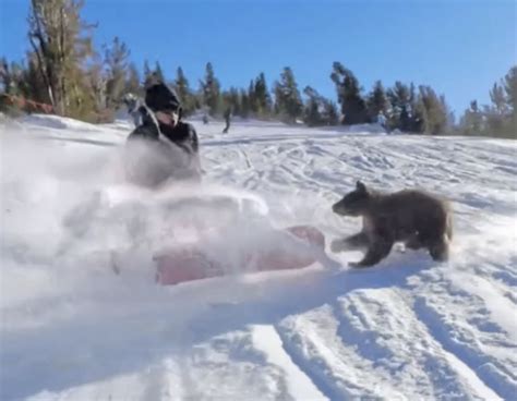 Snowboarder Almost Collides With Bear Cub @ Heavenly Ski Resort ...