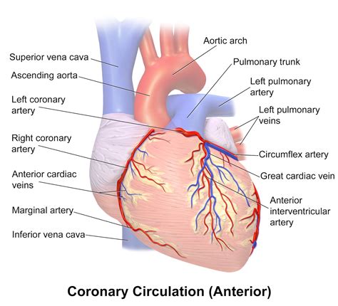 Right Marginal Vein Solved Superior Vena Cava Left Pulmonary Artery