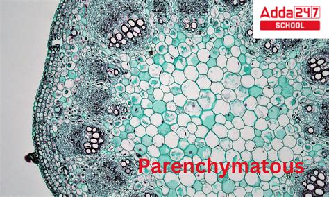 Parenchyma- Cells, Tissue, Meaning, Function, and Diagram