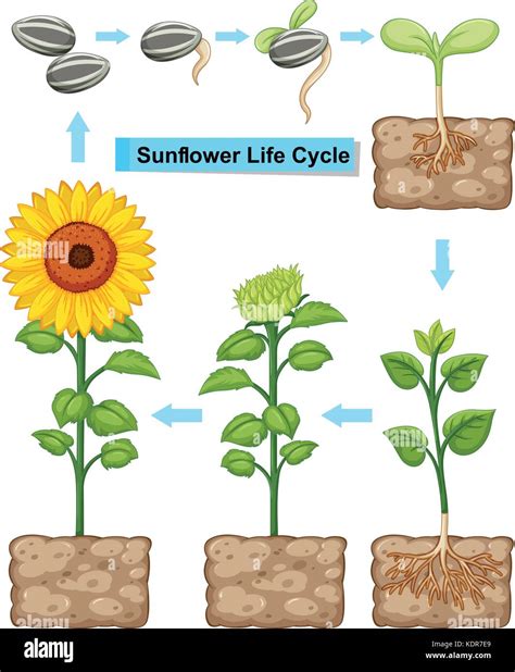 Sunflower Growth And Development at Debbie Apodaca blog