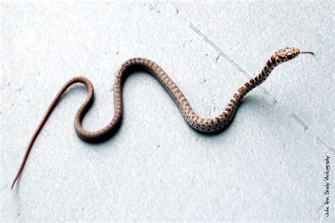 Baby Black Racer Snakes