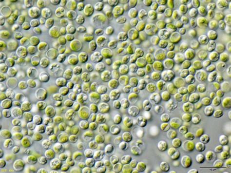 Image result for Reproduction of Chlorella