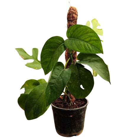 Dragon Tail Monstera Plants | Best Air Purifying Plants