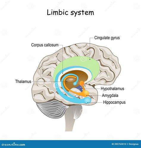 Limbic System. Cross Section of the Human Brain Stock Vector - Illustration of cross, basal ...