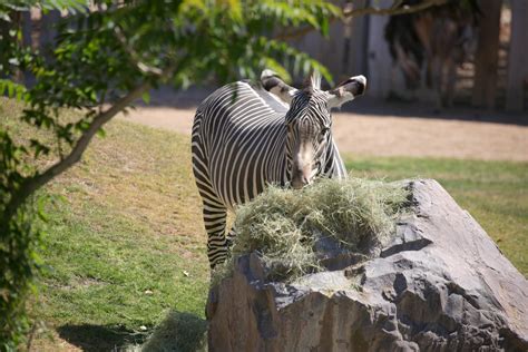 Zebra Population