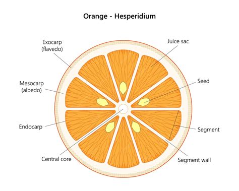 Premium Vector | Orange fruit Hesperidium