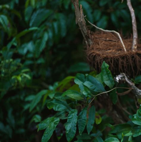 Meet the Wildlife of Borneo:Explore Unique Animals | Borneo Wildlife Cruise