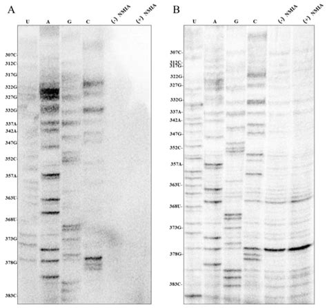 Probing the RNA Structure of a Satellite RNA of Cucumber Mosaic Virus ...