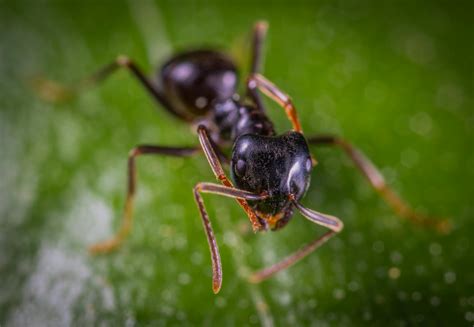 Close-up Photo Of Ant · Free Stock Photo