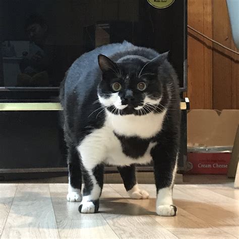 OH LAWD HE COMIN' : r/Chonkers