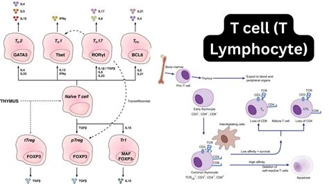 Image result for Lymphocyte Lineage Modulator