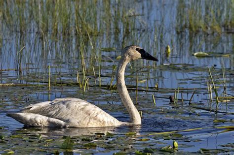 Discover The 7 Largest Animals In Vermont, and Where You'll Find Them - A-Z Animals