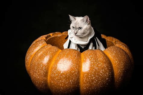 Cat In Pumpkin Photos, Download The BEST Free Cat In Pumpkin Stock ...