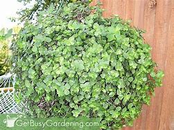 Image result for Tiny Leaves Wandering Jew Plant