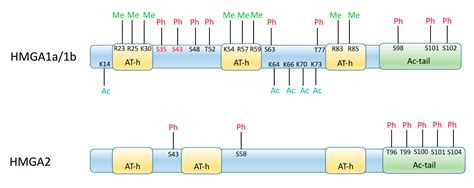 HMGA Genes and Proteins in Development and Evolution