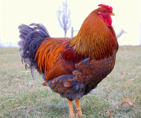 Blue Laced Wyandotte Chicken Egg Color - Blue Laced Red Wyandotte ...