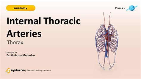 Internal Thoracic Artery
