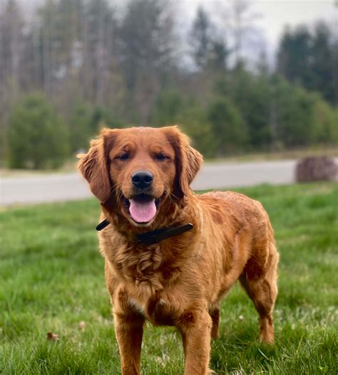 Dark Red Golden Retriever
