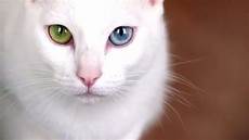 cat breed most expensive cat breeds cat breed most expensive cat breeds