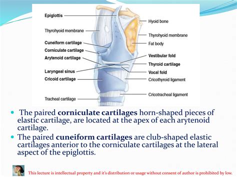Elastic Cartilage Location