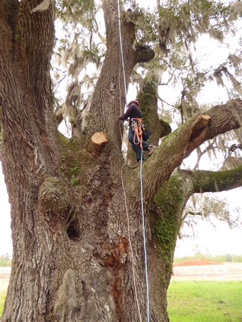 Lightning Tree 的图像结果