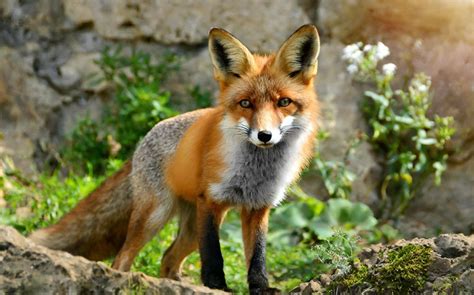 Fox Drawing for Kids 的图像结果