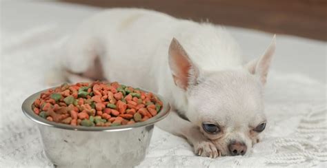 Image result for Cockapoo Cocker Spaniel and Poodle Mix