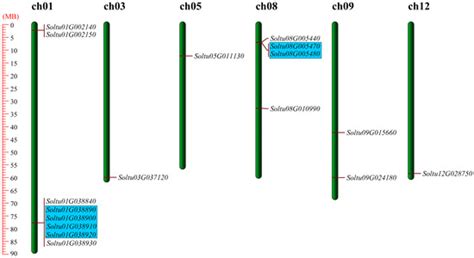 Genome-Wide Identification of LOX Gene Family and Its Expression ...