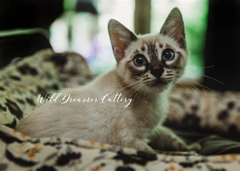 AVAILABLE BENGAL KITTENS & PRICING 🤑 | Wild Dreamer Cattery