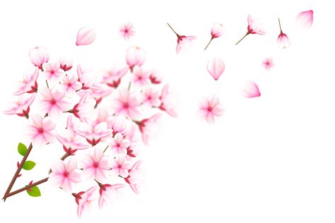 Realistic blooming cherry flowers and petals, cherry blossom. pink ...