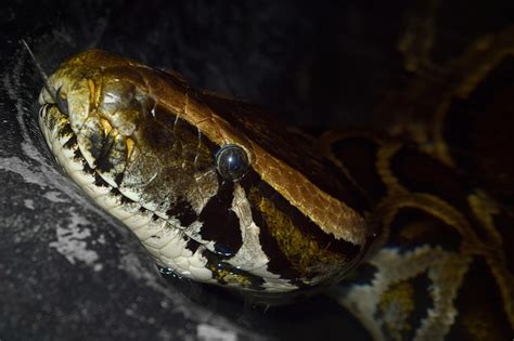 Burmese Python 的图像结果