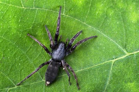 White-tail Spiders in New Zealand: Myths, Facts, and Safety Tips ...