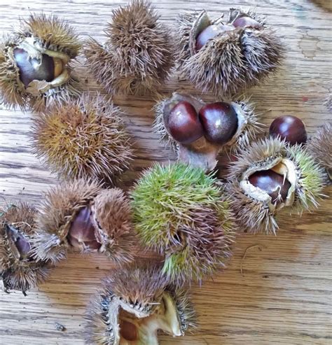 Rezultat imagine pentru Chestnut Tree