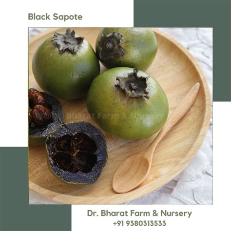 Black Sapote - bharatfarm.in