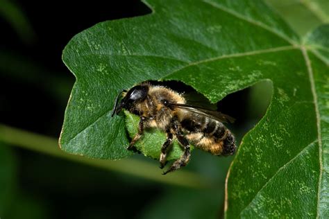Leaf Cutter Bees Leafcutter Bees: Summer's Version Of The Mason